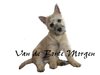 Cairn Terrier fokker