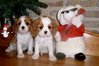 Cavalier King Charles Spaniel fokker