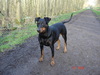 Duitse Pinscher fokker