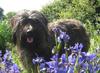 Briard fokker