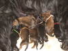 Briard fokker