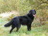 Flat Coated Retriever fokker