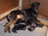 Beauceron fokker