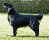 Flat Coated Retriever fokker