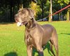 Duitse Dog fokker