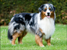 Australian Shepherd fokker