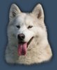 Alaskan Malamute fokker