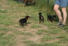 Duitse Pinscher fokker