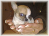 Chihuahua fokker