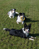 Border Collie fokker