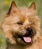Cairn Terrier fokker