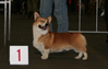 Akita Inu fokker