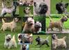 Cairn Terrier fokker