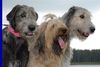 Briard fokker