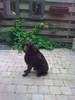 Duitse Staande Hond, Langhaar fokker