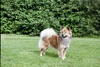 Eurasier fokker
