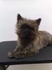 Cairn Terrier fokker