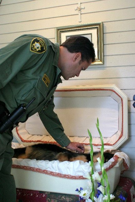 Een van de K-9 Hond (die helaas is omgekomen bij een vuur gevecht .de andere kant van een politie hond