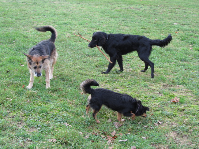 Rana met Samba en Buster, nov. 2010