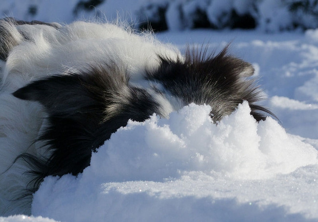 Tjopp struisvogel in de sneeuw?