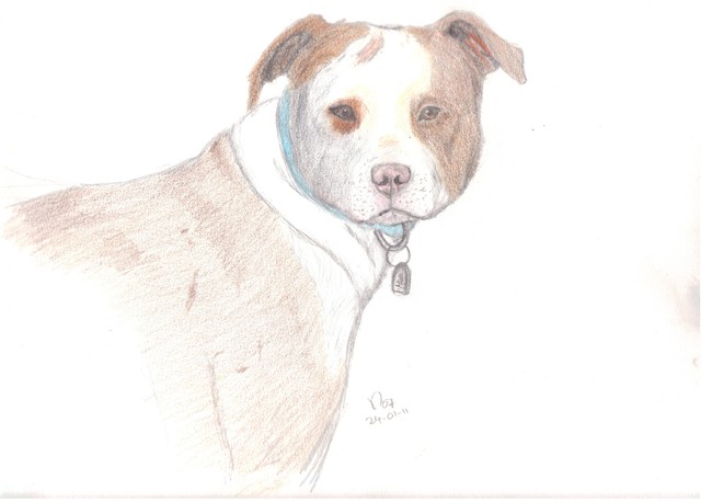 Pitbull Terrier in kleurpotlood