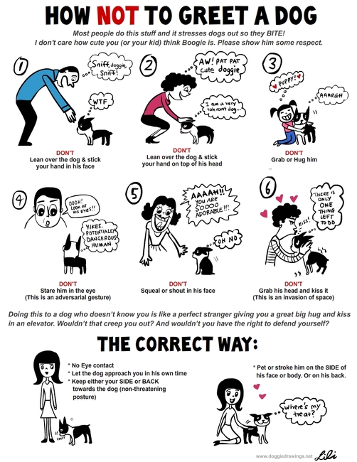 HOW TO NOT GREET A DOG!!