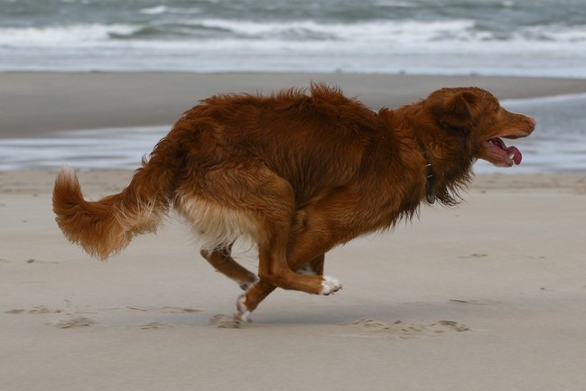 keihard achter de bal aan rennen op t strand!
www.infoleo.nl