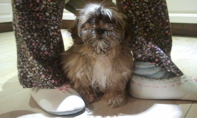 hier is ze dan onze Havanezer Lilly.
wij waren verliefd van bij de eerste blik. nooit gedacht dat een hondje zo vlug mijn hart zou kunnen veroveren Lilly is geboren op 28/11/20012 en is bij ons gekomen op 30/03/2013.
 