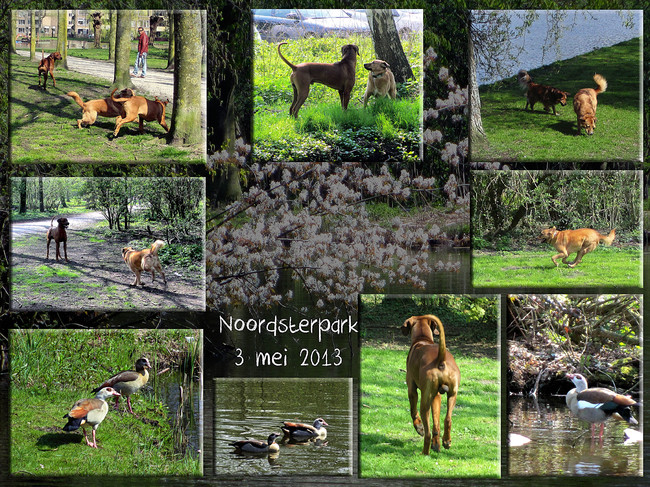 Noordsterpark in Wormerveer