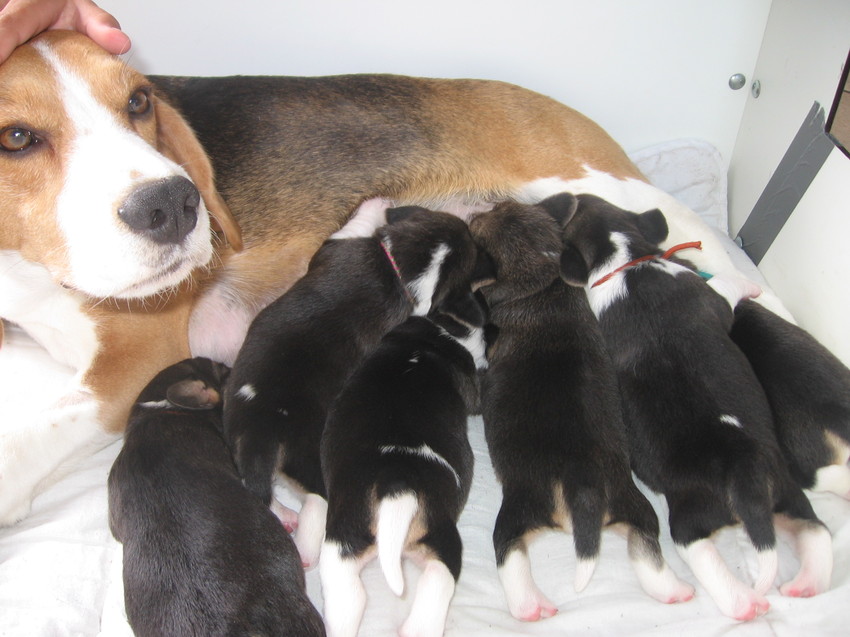 6 pups geboren. 
