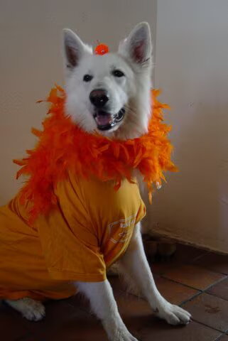 Oranje fan