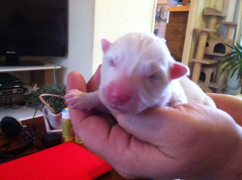 Puppy Zabou. Geboren op 8 December 2014
