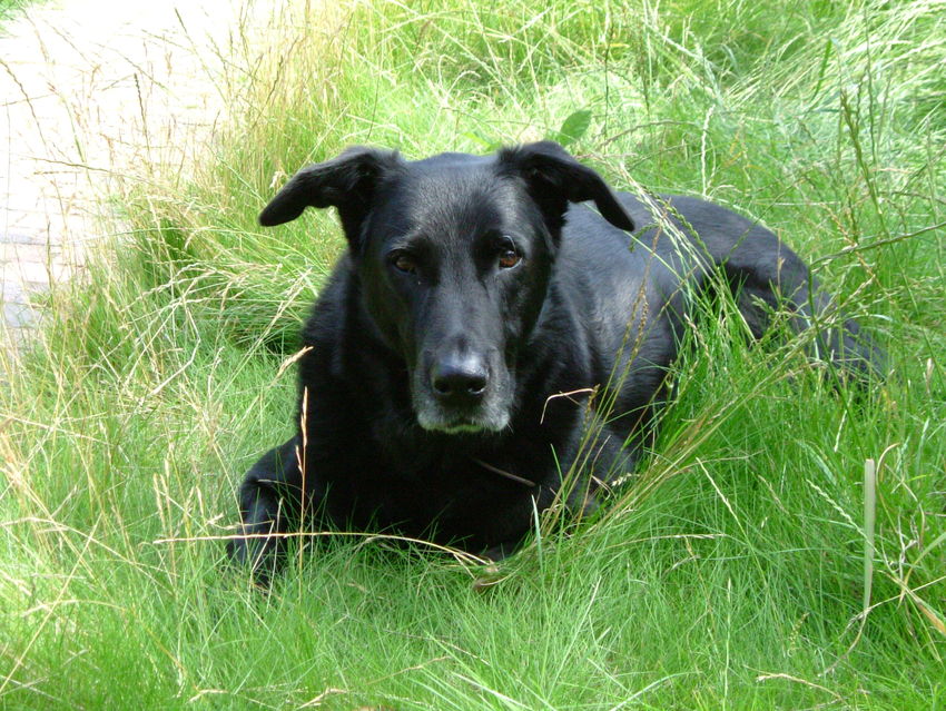 Mijn oude hond Spike 8 jaar geleden overleden. Is negen jaar geworden. Had zware epilepsie. Nog steeds geliefd in gedachten. 