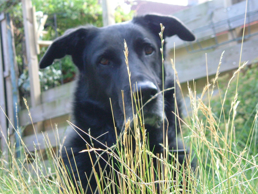 Mijn oude hond Spike 8 jaar geleden overleden. Is negen jaar geworden. Had zware epilepsie. Nog steeds geliefd in gedachten. 
