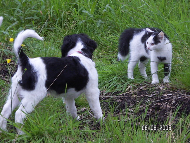Puppy Zorro en babypoes Knoet