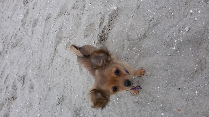 Roxy op het strand