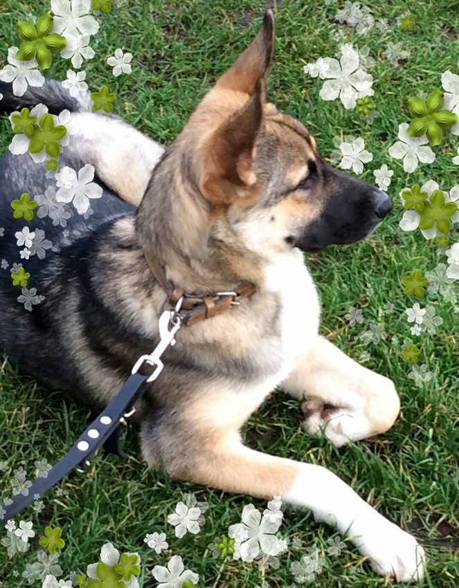 herder x husky kruising HondenForum