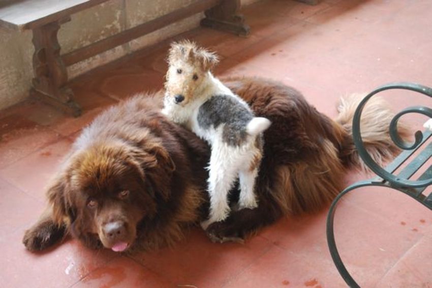 New Foundlander met Fox-Terrier pup .
