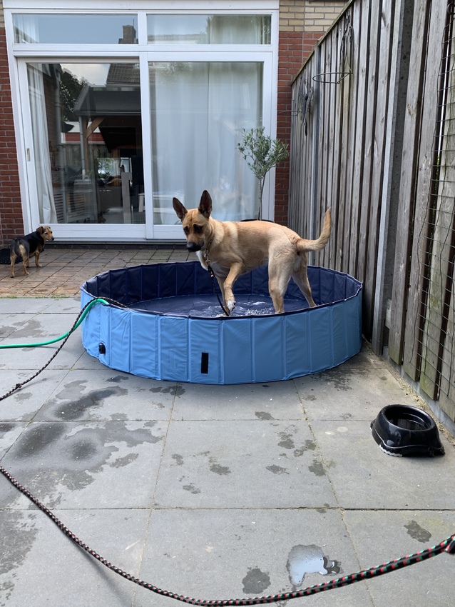 Nieuwe bad voor hondjes. Waterpret 