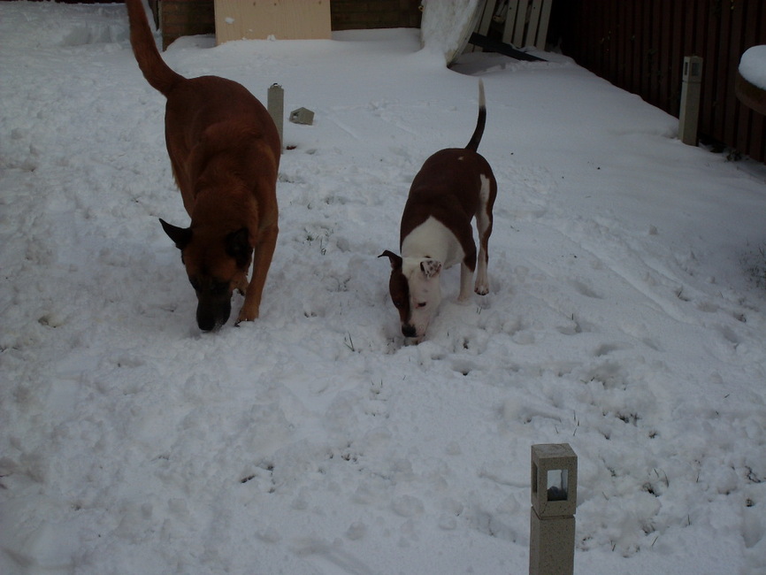 Samen lekker ravotten in de sneeuw in de tuin