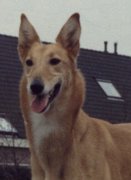 Mijn eerste hond Tinka (kruising Collie&Greyhound)1983-1996 
