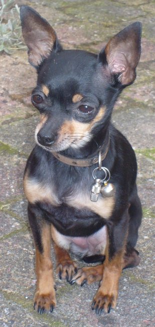 Mijn vierde hond Noena (chihuahua)2006