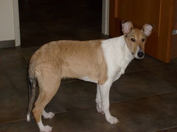 Mijn vijfde hond Sandy, een korthaar sable Collie (2009)
