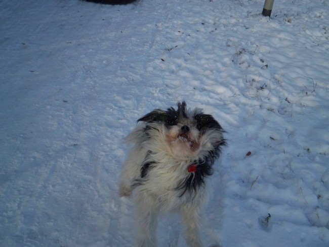 Dit is een ''mooie'' actie foto van Rakker rennend in de sneeuw!
