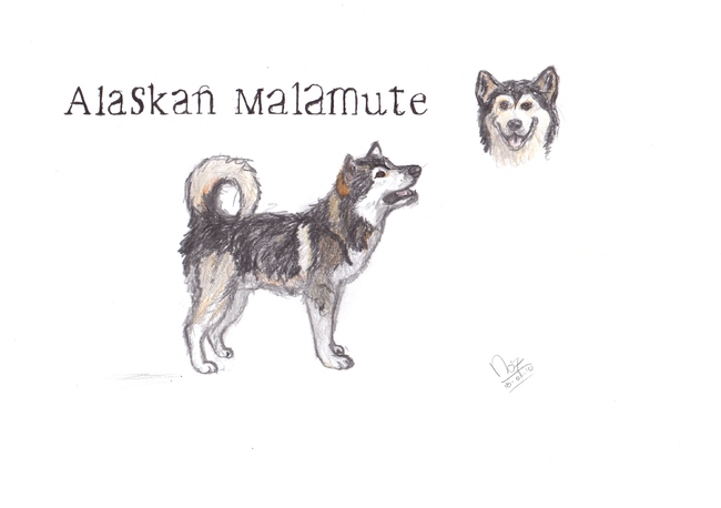 Een tekening van een Alaskan Malamute gemaakt door mij