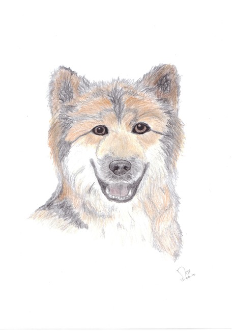 Een portret (nagetekend uit een boek) van een Groenlandhond door mij
