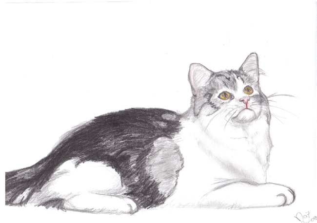 Een tekening van een Maine Coon kat door mij