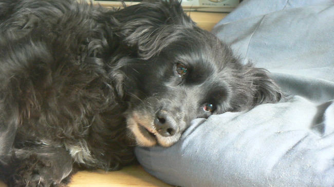 Mungo zoals we haar het meest zien, slapend! (2007)