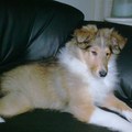 Merlin 