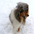 honden foto Merlin 
